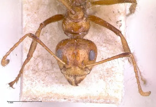 Dolichoderus patens specimen FOCOL0542 image focol0542_2