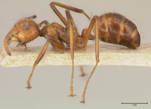 Dolichoderus patens specimen FOCOL0542 image focol0542_3