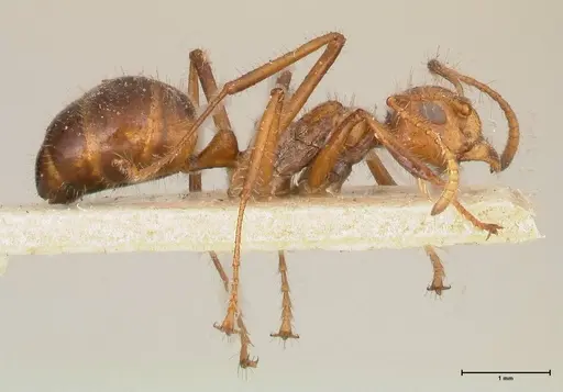 Dolichoderus patens specimen FOCOL0542 image focol0542_4