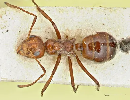 Dolichoderus patens specimen FOCOL2766 image focol2766_1