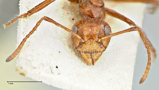 Dolichoderus patens specimen FOCOL2766 image focol2766_2
