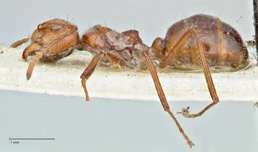 Dolichoderus patens specimen FOCOL2766 image focol2766_3