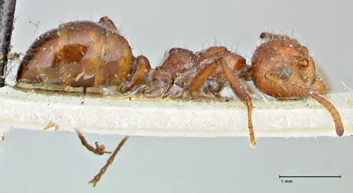 Dolichoderus patens specimen FOCOL2766 image focol2766_4