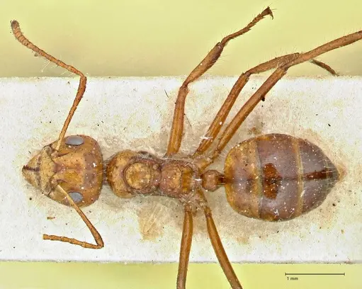 Dolichoderus patens specimen FOCOL2767 image focol2767_1
