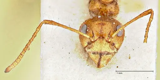 Dolichoderus patens specimen FOCOL2767 image focol2767_2