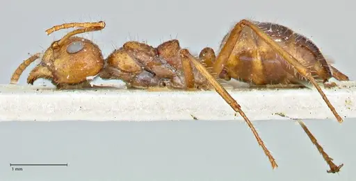 Dolichoderus patens specimen FOCOL2767 image focol2767_3