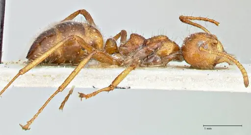 Dolichoderus patens specimen FOCOL2767 image focol2767_4