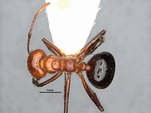 Dolichoderus patens specimen SMFHYM0008903 image smfhym0008903_1