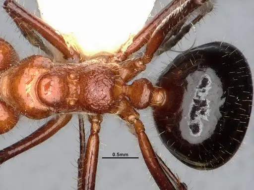 Dolichoderus patens specimen SMFHYM0008903 image smfhym0008903_2