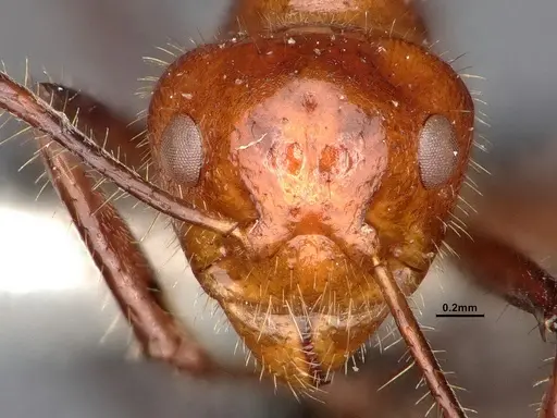 Dolichoderus patens specimen SMFHYM0008903 image smfhym0008903_3