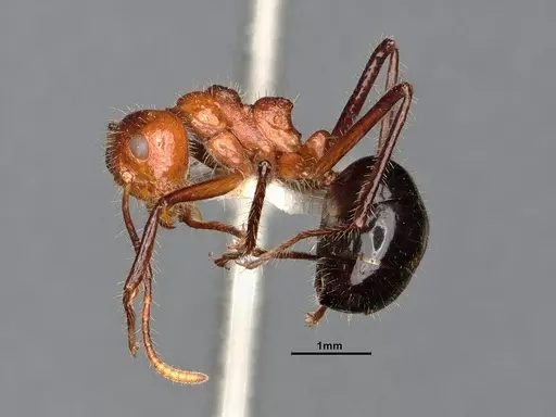 Dolichoderus patens specimen SMFHYM0008903 image smfhym0008903_4