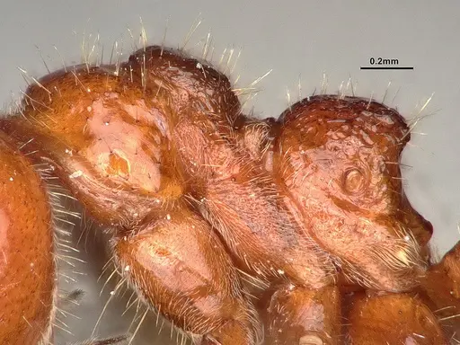 Dolichoderus patens specimen SMFHYM0008903 image smfhym0008903_5