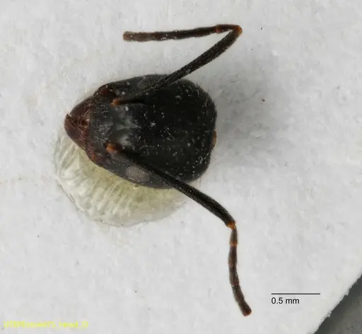 Dolichoderus piceus specimen UTEPENTO4475 image utepento4475_1