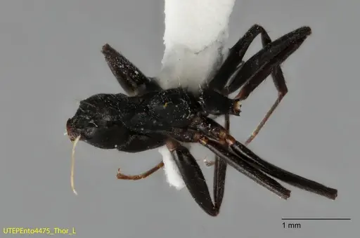 Dolichoderus piceus specimen UTEPENTO4475 image utepento4475_3