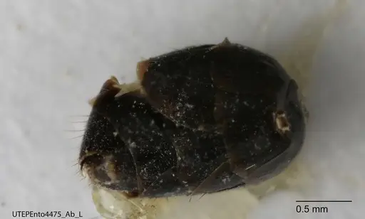 Dolichoderus piceus specimen UTEPENTO4475 image utepento4475_4