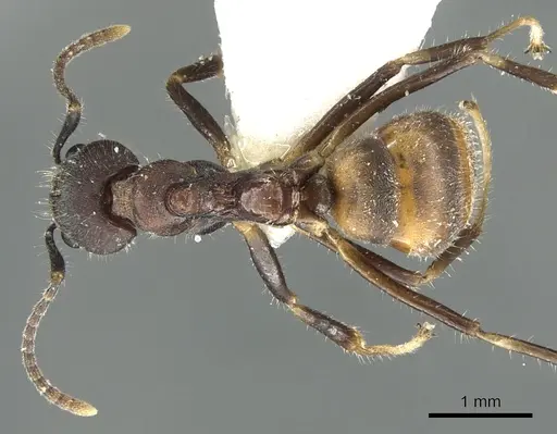 Dolichoderus pilinomas specimen CASENT0902963 image casent0902963_1