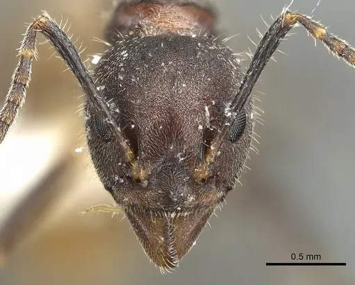 Dolichoderus pilinomas specimen CASENT0902963 image casent0902963_2