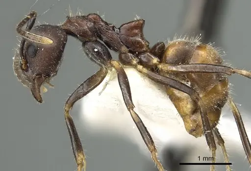 Dolichoderus pilinomas specimen CASENT0902963 image casent0902963_3