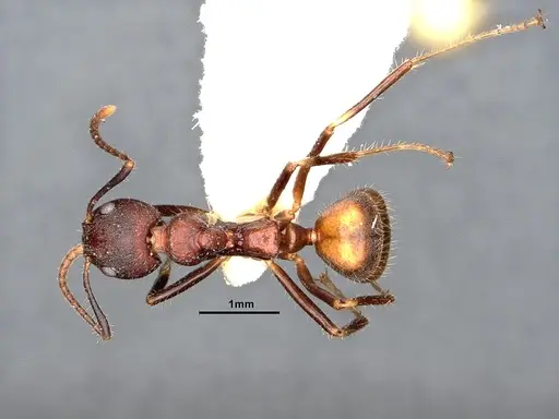 Dolichoderus pilinomas specimen SMFHYM0008900 image smfhym0008900_1