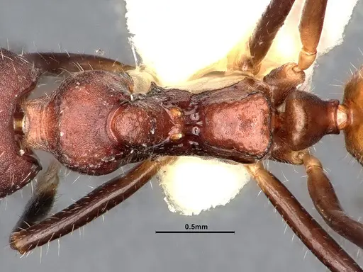 Dolichoderus pilinomas specimen SMFHYM0008900 image smfhym0008900_2