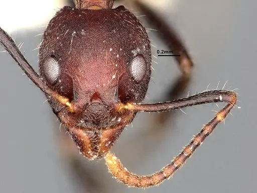 Dolichoderus pilinomas specimen SMFHYM0008900 image smfhym0008900_3