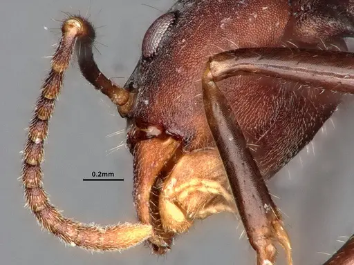 Dolichoderus pilinomas specimen SMFHYM0008900 image smfhym0008900_4