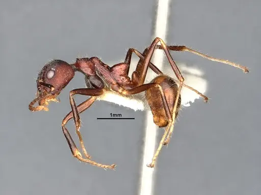 Dolichoderus pilinomas specimen SMFHYM0008900 image smfhym0008900_5