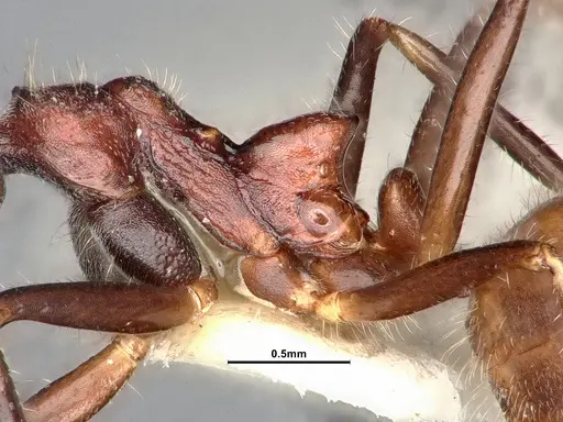 Dolichoderus pilinomas specimen SMFHYM0008900 image smfhym0008900_6