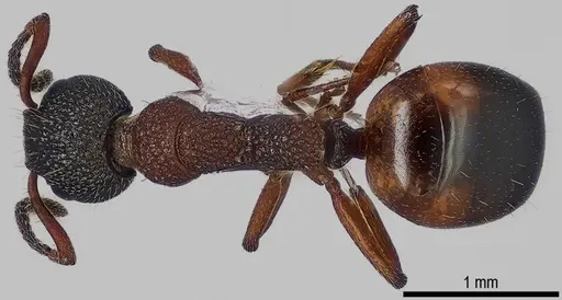 Dolichoderus plagiatus specimen ANTWEB1041579 image antweb1041579_1