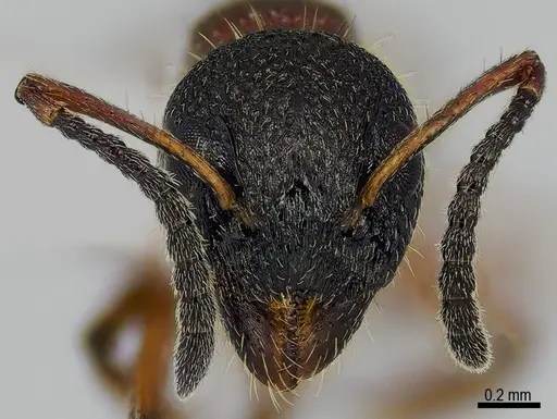 Dolichoderus plagiatus specimen ANTWEB1041579 image antweb1041579_2