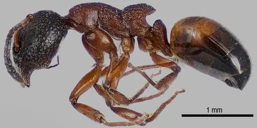 Dolichoderus plagiatus specimen ANTWEB1041579 image antweb1041579_3