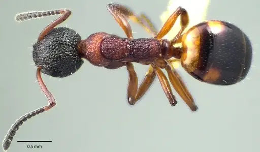 Dolichoderus plagiatus specimen ANTWEB1041696 image antweb1041696_1
