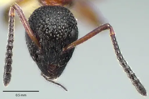 Dolichoderus plagiatus specimen ANTWEB1041696 image antweb1041696_2