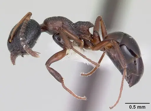Dolichoderus plagiatus specimen CASENT0104779 image casent0104779_3
