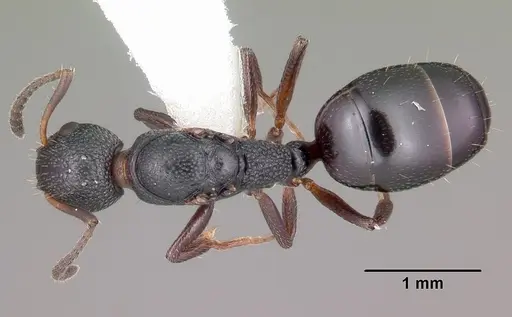 Dolichoderus plagiatus specimen CASENT0104780 image casent0104780_1