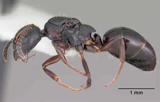 Dolichoderus plagiatus specimen CASENT0104780 image casent0104780_3