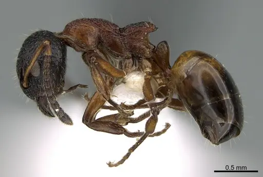 Dolichoderus plagiatus specimen CASENT0170174 image casent0170174_1