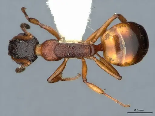 Dolichoderus plagiatus specimen CASENT0886019 image casent0886019_1