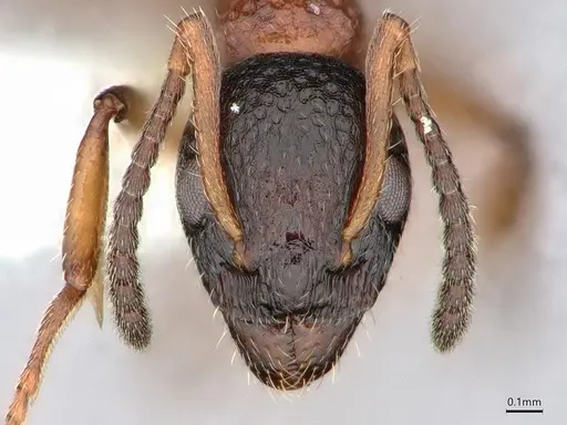 Dolichoderus plagiatus specimen CASENT0886019 image casent0886019_2