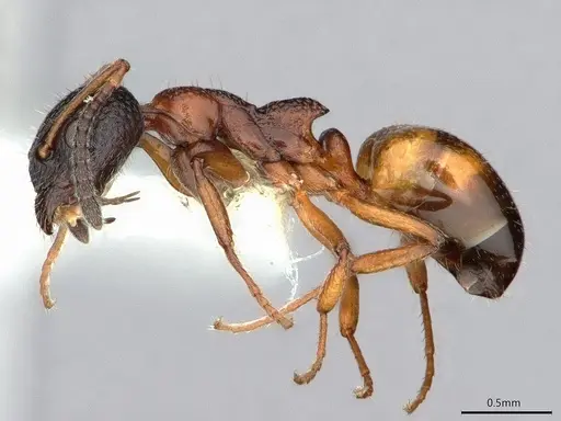 Dolichoderus plagiatus specimen CASENT0886019 image casent0886019_3