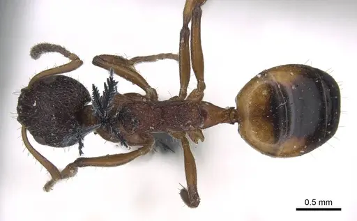 Dolichoderus plagiatus specimen CASENT0915561 image casent0915561_1