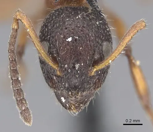 Dolichoderus plagiatus specimen CASENT0915561 image casent0915561_2
