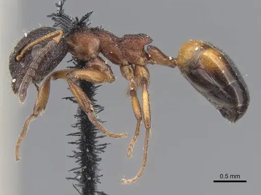 Dolichoderus plagiatus specimen CASENT0915561 image casent0915561_3