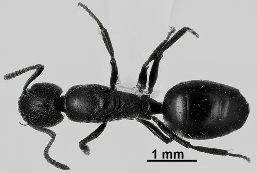 Dolichoderus pustulatus specimen ANTWEB1041577 image antweb1041577_1