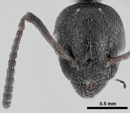 Dolichoderus pustulatus specimen ANTWEB1041577 image antweb1041577_2