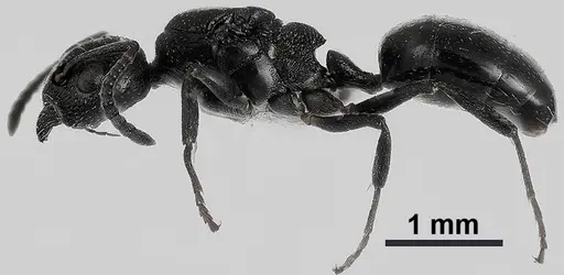 Dolichoderus pustulatus specimen ANTWEB1041577 image antweb1041577_3
