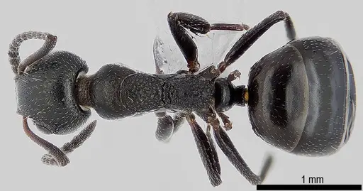Dolichoderus pustulatus specimen ANTWEB1041578 image antweb1041578_1
