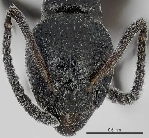 Dolichoderus pustulatus specimen ANTWEB1041578 image antweb1041578_2