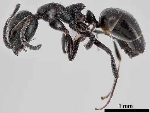 Dolichoderus pustulatus specimen ANTWEB1041578 image antweb1041578_3