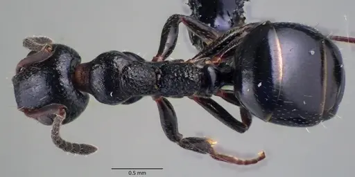 Dolichoderus pustulatus specimen ANTWEB1060083 image antweb1060083_1